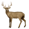 :deer2: