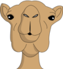 :camelface:
